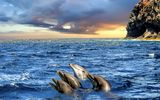 Delfine im Meer bei Los Gigantes