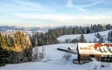 Pfänderdohle 