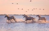Abendstimmung mit Camargue-Pferden und fliegenden Flamingos