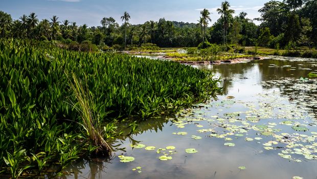 Teich auf Pulau Ubin, Singapore