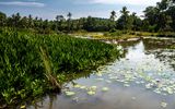 Teich auf Pulau Ubin, Singapore