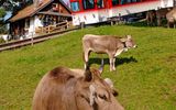 Rigi - Train from Vitznau