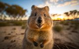 Quokka