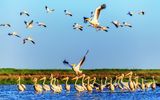 Pelikane im Donaudelta