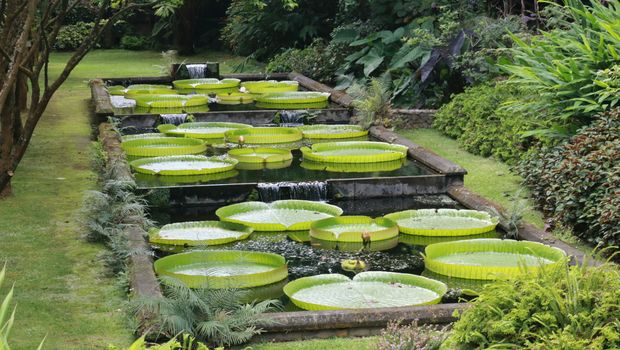 Terra Nostra Garden, Furnas