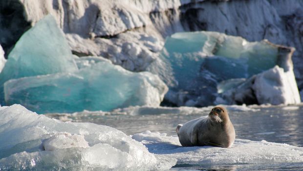 Bewohner auf Spitzbergen