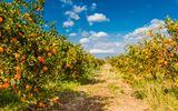 Orangenplantage mit Blick auf den Ätna