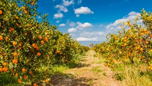 Orangenplantage mit Blick auf den Ätna