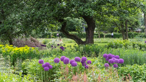 Allium BUGA 2023 Mannheim