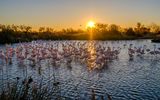Flamingos in der Camargue
