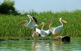 Pelikane im Delta
