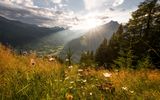 Almwiese bei Matrei in Osttirol