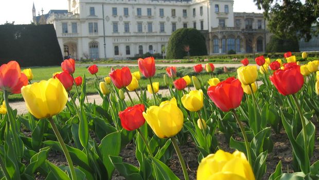 Lednice Tulip Gardens