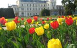 Lednice Tulip Gardens