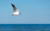 Möwe fliegend vor Horizont