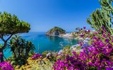 Ischia Blütenpracht