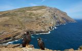 Falklandkarakara, West Point, Falklandinsel