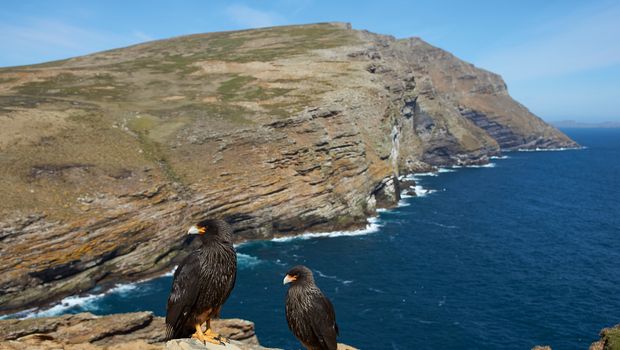 Falklandkarakara, West Point, Falklandinsel
