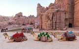 Kamele vor Petra
