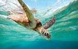 Große Schildkröte