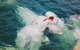 Beluga Wale im Weissen Meer