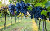 Bardolino Wein