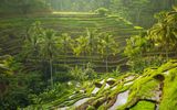 Reisterrassen bei Tegallalang, Ubud, Bali