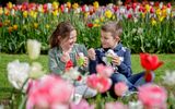 Pause zwischen Tulpen