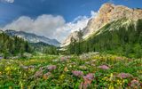 Bergblumen im Triglav Nationalpark