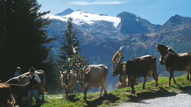 Almabtrieb im Zillertal