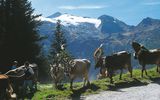 Almabtrieb im Zillertal