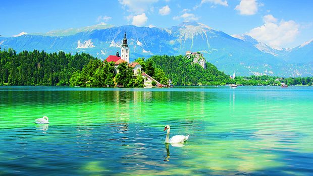 Schwäne vor der Insel Bled