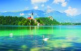 Schwäne vor der Insel Bled