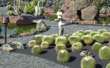 Kaktusgarten von Cesar Manrique, Lanzarote
