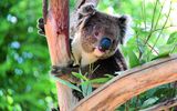 Koala in Australien