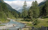 Zirbenwald Defereggental ©Osttirol Werbung-Isep
