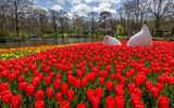 rote Tulpen